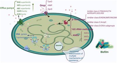 Acinetobacter baumannii: an evolving and cunning opponent